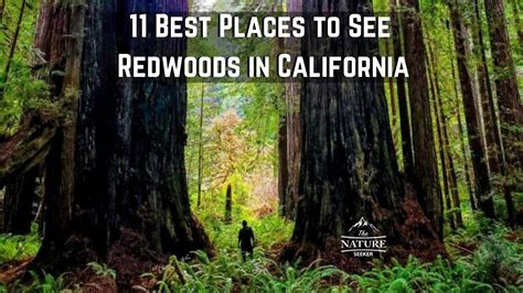 Where to see redwoods in california. Things To Know About Where to see redwoods in california. 